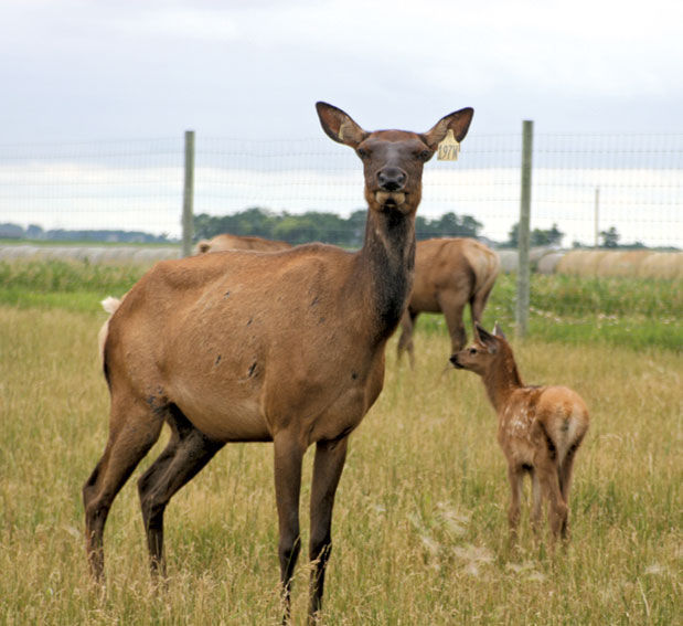 Elk cow with calf